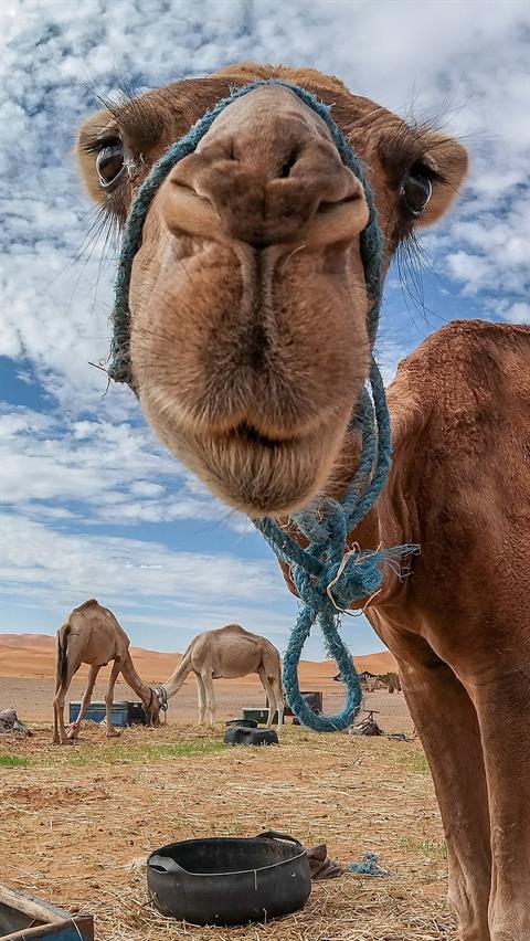 Bei der kleinen Oase Merzouga, 53 km südlich von Erfoud (Marokko) entfernt, lacht uns dieses lustige Dromedar in die Kamera ...